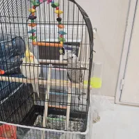 یک جفت عروس هلندی با تخم|پرنده|مشهد, بهاران|دیوار