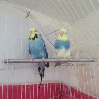 مرغ عشق انگلیسی گریدبالا|پرنده|گرمدره, |دیوار