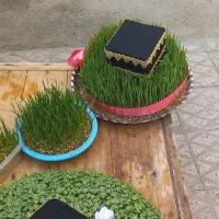 سبزه|گل و گیاه طبیعی|بروجرد, |دیوار