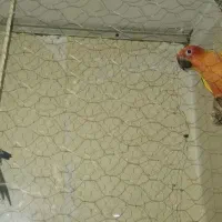 طوطی خورشیدی سینه سرخ