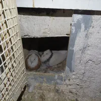 چهارجفت همراه جوجه|پرنده|بیجار, |دیوار