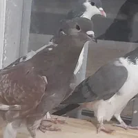 کبوتر دمگیر سرخ دم دار وسبز