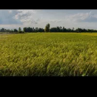 فروش بیجار