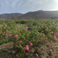 گلاب طبیعی