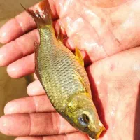 ماهی کپور طلایی|ماهی|تربت‌حیدریه, ترمینال|دیوار