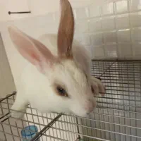 چند عدد خرگوش|موش و خرگوش|آشخانه, |دیوار