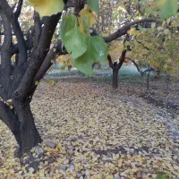 باغ|فروش دفتر صنعتی، کشاورزی، تجاری|خرم‌آباد, |دیوار