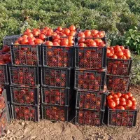 گوجه ربی درجه ۱