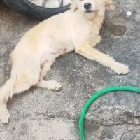 سگ پشمالو ماده شیتزو 1میلون|سگ|بندرعباس, |دیوار