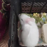 خرگوش سفید خوشگل