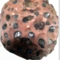 فسیل و سنگ