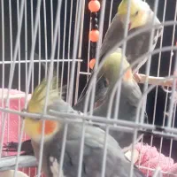 سه تا عروس هلندی فروشی