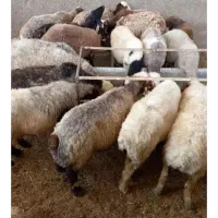 بره زنده تحویل درب محل