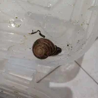 دوتا حلزون نر و ماده تخم گذار|خزنده|اردبیل, |دیوار