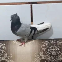 چهی دمپاک ماده هم فروش هم معاوضه