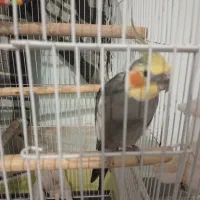 عروس هلندی مرغ عشق|پرنده|سیاهکل, |دیوار