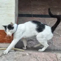 گربه نر پیدا شده با قلاده|حیوانات|رشت, معلم|دیوار