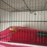 ماده قناری یک عدد