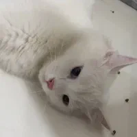گربه ماده نژاد ترکیش