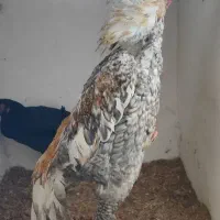 جوجه لاری اوشامو