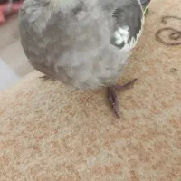 جوجه عروس هلندی|پرنده|تبریز, |دیوار