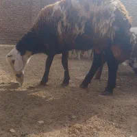بره قوچی بروجردی  درجه یک شر کیلو ۳۶۰