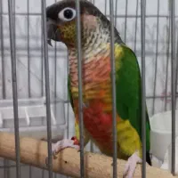 طوطی گرینچیک یلوساید