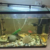 آکواریوم همراه با ماهی