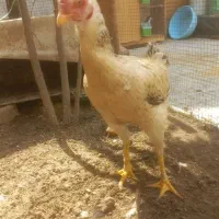 مرغ لاری|حیوانات مزرعه|شیراز, شهرک مفتح|دیوار