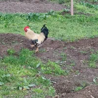 خروس یک ساله