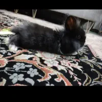 300|موش و خرگوش|قم, وادی السلام|دیوار