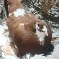 کبوترپلنگ