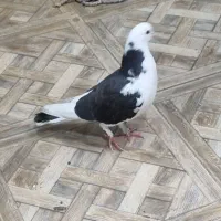 کفتر کبوتر پرنده