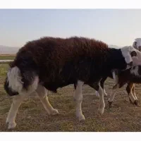 قوچ  بروجردی