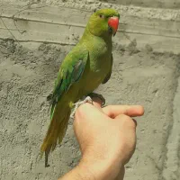 طوطی ملنگو دستی قیمت مفت