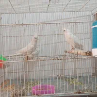 عروس هلندی
