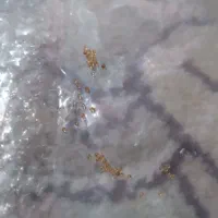 120گرم نقره پیدا شده