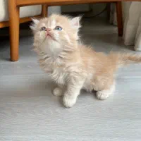 گربه پرشین کوچولو