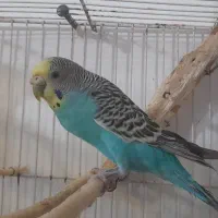 مرغ عشق ماده زیبا وخوش رنگ