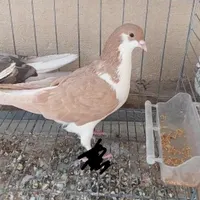 کبوتر اصفهانی