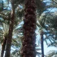 هرس نخل|خدمات باغبانی و درختکاری|عنبرآباد, |دیوار