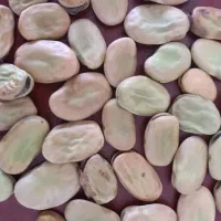 باقالی شوشتری خوشپخت