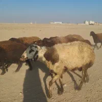 فروش قوچ پلنگی|حیوانات مزرعه|خنداب, |دیوار