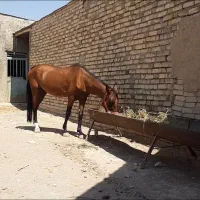 مادیون ترکی