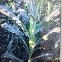 ذرت علوفه ای پر دانه