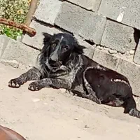 سگ قهدریجونی|سگ|جیرفت, |دیوار