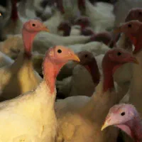 بوقلمون بیوتی گوشتی|حیوانات مزرعه|تهران, شهرک استقلال|دیوار