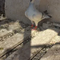 کفتر|پرنده|مشهد, تبادکان|دیوار