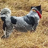 واگذاری لاس سبز اصیل قهدریجون