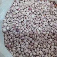 لوبیا چیتی|عمدهفروشی|لاران, |دیوار